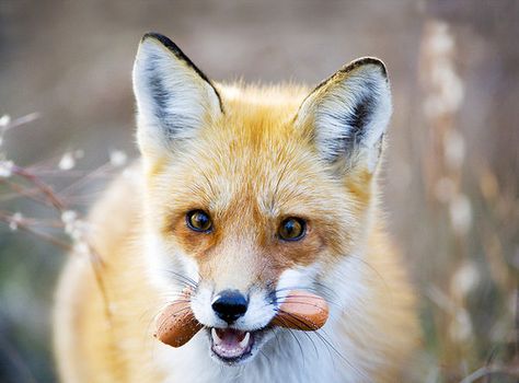 hot dogs Fox Eating, Fox Eat, Fantastic Fox, Fabulous Fox, Fox Pictures, Pet Fox, Fox Art, Cute Animal Photos, Red Fox