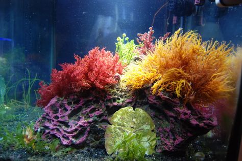 macro algae tanks | muttley000's Tank Specs Fowlr Aquarium, Reef Aquascaping, Seahorse Tank, Nano Reef Tank, Marine Fish Tanks, Coral Reef Aquarium, Aquascape Design, Marine Tank, Marine Plants