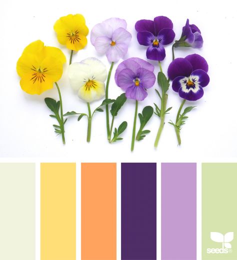 Flora Hues Design Seeds Color Palette, Seeds Color Palette, Seeds Color, Color Schemes Colour Palettes, Design Seeds, Color Palette Design, Color Harmony, Color Balance, Color Wheel