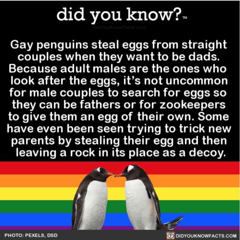 Cheezburger Image 9157203712 Gay Penguins, Gay Animals, Conspericy Theories, Wholesome Posts, Penguin Facts, Weird History Facts, Queer History, Penguins Funny, Fitness Facts