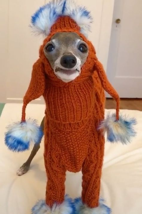 Greyhound Funny, Italian Greyhound Fashion, Italian Greyhound Sweater, Funny Italian Greyhound, Cute Greyhound, Dogs In Sweaters, Italian Greyhound In Sweater, Greyhound Italian, Italian Greyhound Puppies