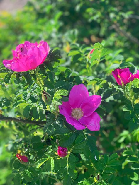 Nootka Rose, Pacific Northwest Flowers, Pacific Northwest Garden, Landscaping A Slope, Pollinator Plants, Fast Growing Plants, Native Garden, Flowering Shrubs, Plant Food