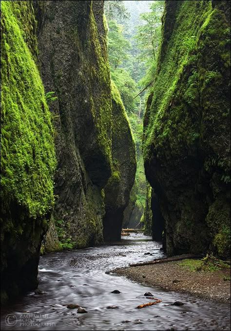 One of my favorite places! Fern canyon in the Elk Prairie Redwoods, Calif. coast Fern Canyon, California Redwoods, Magic Places, Redwood National Park, Places In America, Big Sur, Pretty Places, Places I Want To Go, Vacation Spots