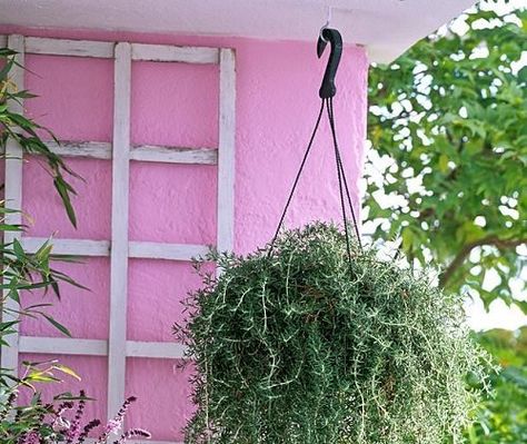 Herbs Balcony, Growing Oregano, Hanging Basket Garden, Chamomile Growing, Growing Thyme, Growing Parsley, Best Herbs To Grow, Hanging Ferns, Thyme Plant