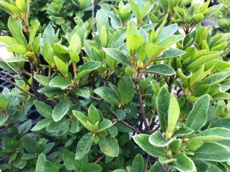 The Best Shrubs That Grow in Partial, Dappled, or Deep-Shade Gardens | Dengarden Shrubs For Dry Shade, Shade Loving Shrubs, Azalea Bush, Shade Landscaping, Landscaping A Slope, Front Flower Beds, Shade Shrubs, Backyard Shade, Rabbit Garden