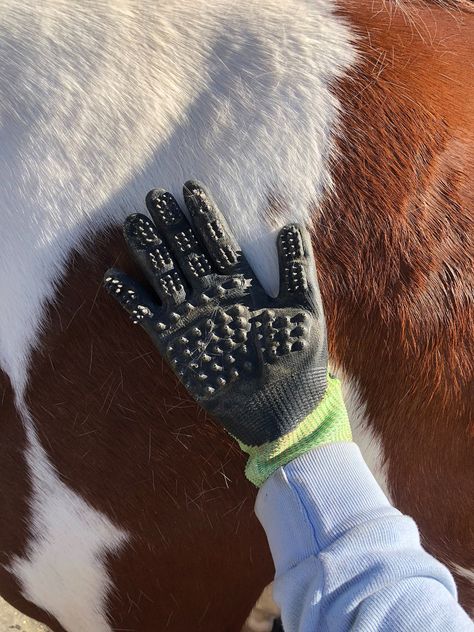 Shop and compare the best deshedding tools for your horse. Shedding season is easy with the help of these brushes, blades and curry combs. Horse Grooming Supplies, Horse Grooming Kit, Horse Brushes, Horse Washing, Horse Care Tips, Summer Coats, Horse Grooming, Long Winter Coats, Hair Cover