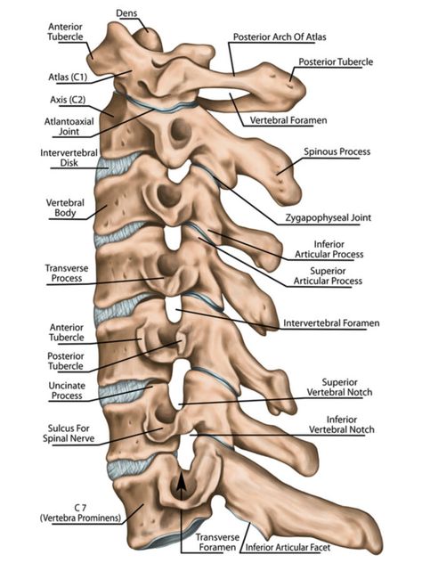 Bone Review – Cervical vertebrae - MBLEx Guide Mblex Study Guides Massage Therapy, Cervical Vertebrae, Exam Guide, Exam Review, Study Guides, Study Notes, Massage Therapy, Study Guide, Business Ideas