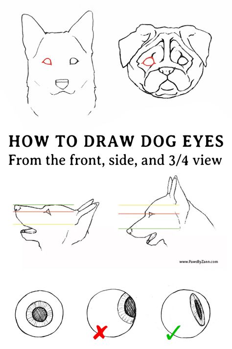 The complete guide to drawing dog eyes. Get the position, size, and shape right so your rendering doesn't fall flat. Drawing tutorial by professional pet portrait artist Zann  Hemphill. How To Draw Dog Face, How To Draw Dog Eyes, Dog Eye Drawing, Puppy Eyes Drawing, Dog Eyes Drawing, Dog Sketching, Draw Dog, Dog Drawing Tutorial, Drawing Hacks