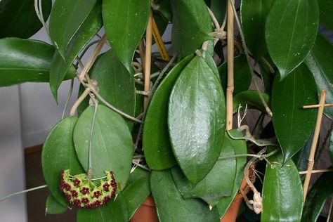 hoya cinnamomifolia | vgonnot | Flickr Hoya Cinnamomifolia, Indoor Plants, Plant Leaves, Plants, Photography