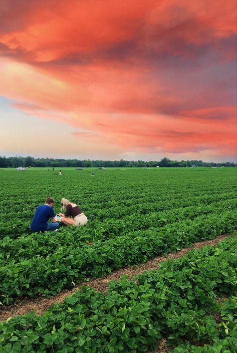 couple picking strawberries. Strawberry picking on a summer day. Sunset picture. Photo of the sunset for Instagram. Strawberry Picking Date Aesthetic, Picking Strawberries Aesthetic, Strawberry Picking Aesthetic, Farm Date, 2021 Aesthetic, Strawberry Farm, Berry Picking, Strawberry Picking, Fruit Picking