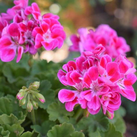 Geranium Cuttings, Propagating Geraniums, Zonal Geraniums, Morning Glory Plant, Birdcage Planter, Fancy Garden, Ivy Geraniums, Patio Container Gardening, Growing Sweet Peas