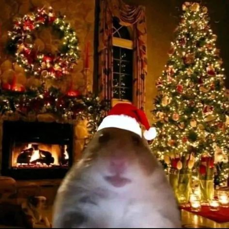 Funny Christmas Pfp, Rat Pfp, Christmas Profile Pictures, Funny Christmas Pictures, Christmas Memes, Funny Animal Photos, Winter Images, Funny Profile Pictures, Cute Profile Pictures