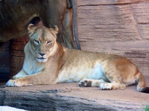 Lioness Laying Down, Lioness Side View, Lioness Reference, Lioness Sitting, Lioness Sculpture, Lioness Drawing, Lioness Photography, Feline Reference, Parent Tattoo