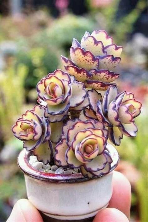 Purple Green Succulent, Unique Succulents, Suculent Plants, Cool Succulents, Ideas For Front Porch, Blooming Succulents, Decorating Ideas For Living Room, Purple Succulents, Succulent Garden Design