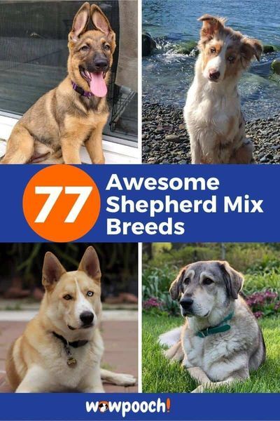 77 Gorgeous #Shepherd #Dog #Mixes Learn about Shepherd mixed #doggy #breeds These dogs are lovable and loving. They will share every part of your life with you. Crossbreed Dogs, Shepherd Mix Puppies, American Indian Dog, Mountain Dog Breeds, 10 Animals, American Shepherd, Dog Commands, Shepherd Mix Dog, Shepherd Dog Breeds