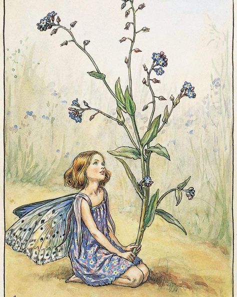 Cicely Mary Barker Flower Fairies, The Flower Fairies, Classic Poems, Classic Flower, Cicely Mary Barker, Never Forgotten, Flower Fairies, Forget Me Not