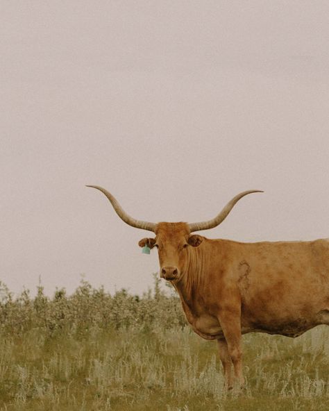 honky tonk mama ⚡️🤎🌼 #western #westernart #westernartphotography #westernhomedecor #longhorn #cowart #cows #walldecorideas #cattle #longhornphotography #prairie #countryside #honkytonk #ranch #westernartphotographer #saskatchewan Longhorn Photography, Vintage Western Aesthetic, Longhorn Cow, Western Aesthetic, Honky Tonk, Cow Art, Western Home Decor, Western Art, Vintage Western