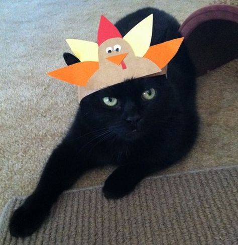 Thanksgiving Kitteh of teh Day: I Only Put Up With This Because Later You're Feeding Me Turkey Cat Dog Costume, Thanksgiving Pictures, Cat Holidays, A Black Cat, Happy Cat, Cat Care, Crazy Cat Lady, Image Hd, Christmas Cats