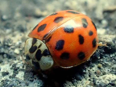 11 Natural Ways to Get Rid of Asian Lady Beetles - Dre Campbell Farm Asian Lady Beetles, Asian Beetle, Repellent Diy, Diy Bug Repellent, Black Beetle, Red Beetle, Natural Repellent, Lady Beetle, Stink Bugs