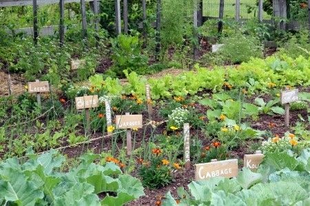 Planning a Productive and Practical Potager Yesterday I shared aboutKeep Reading Plantarea Legumelor, Allotment Ideas, Small Vegetable Gardens, Vegetable Garden For Beginners, Starting A Vegetable Garden, Healthy Garden, Diy Tags, Organic Seeds, Vegetable Gardening