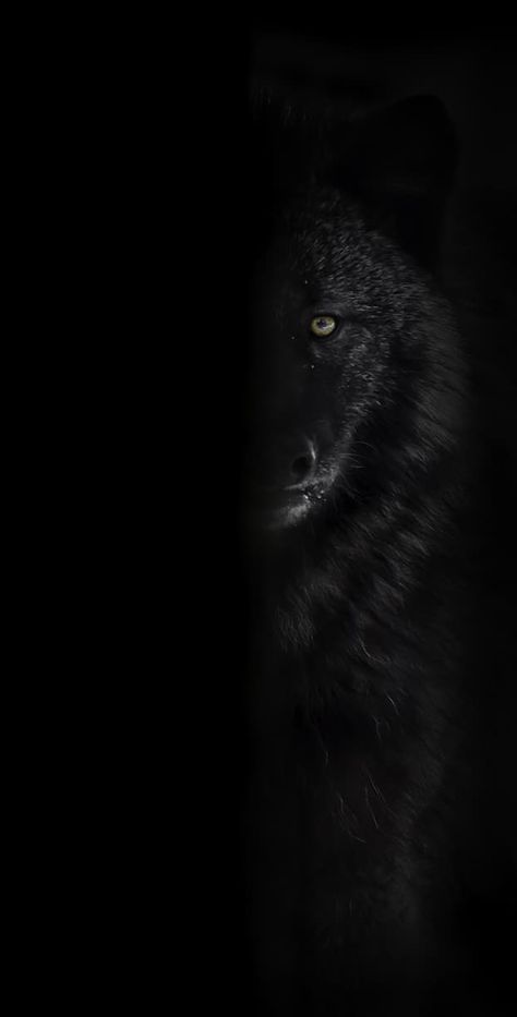 Black wolf Wallpaper Explore more Animal, Attacker, Black Wolf, Colour Variant, Melanistic wallpaper. https://www.whatspaper.com/black-wolf-wallpaper-6/ Alpha Wolf Wallpaper, Alpha Wolf Art, Perfect Pic, Phone Wallpapers Vintage, Wolf Background, Gym Wallpaper, Alpha Wolf, Werewolf Art, Wolf Wallpaper