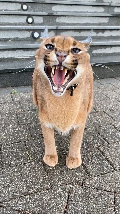 territory.animals on Instagram: Киса желает вам счастья 😂😻 Credit: pumbacaral #cats #catsofinstagram #catsagram #catlife #catlovers #catloversclub #kitty #kittens… Caracal Cat Pet, Caracal Cat, Dangerous Animals, Unusual Animals, Fun Cute, Cute Cat Gif, Cute Wild Animals, Cat Pet, Top Funny