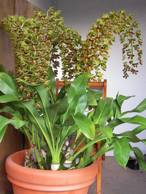 Grammatophyllum scriptum (Bell Orchid) is a well-known species of orchid, with pseudobulbs up to 8 inches (20 cm), from which originate... Mounted Plants, Orchid Rebloom, Cymbidium Orchids Care, Bell Orchid, Miltonia Orchid, Ground Orchids, Orchid Plant Care, Blooming Orchid, Orchid Varieties