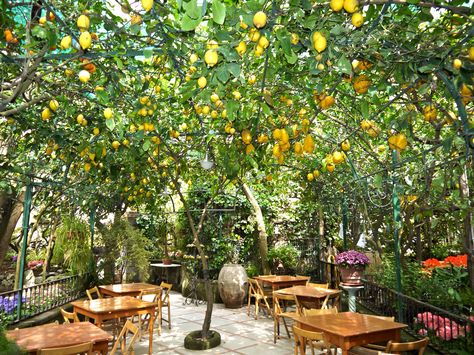 Our wedding restaurant, O' Parrucchiano in Sorrento Sorrento Italy Restaurant, Lemon Farm, Sorrento Wedding, Lemon Garden, Wedding Restaurant, Garden Reception, Sorrento Italy, Garden Wallpaper, Capri Italy