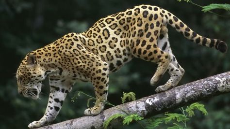 Jaguar Panthera | Jaguar - Panthera onca Jaguar Animal, Cat Reference, Exotic Cats, Boston Terrier Dog, Funny Cats And Dogs, Bengal Cat, African Animals, Leopards, Big Cats