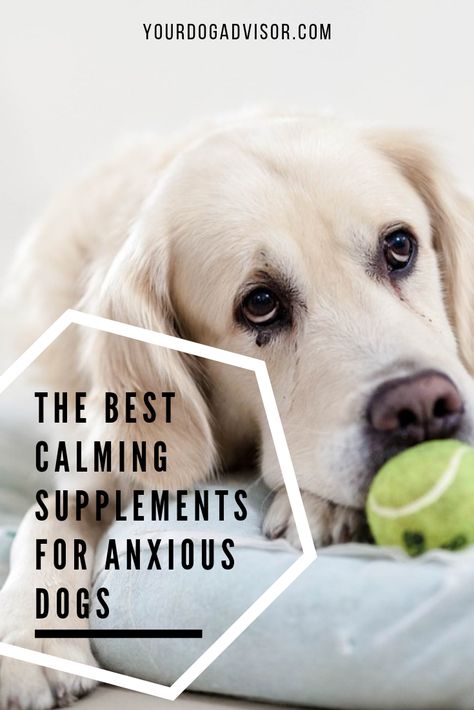 Natural Dog Calming Treats, Dog Calming Remedies, Melatonin For Dogs, Calming Treats For Dogs, Dog Tricks Easy, Meds For Dogs, Essential Oils Dogs, Relaxed Dog, Hyper Dog