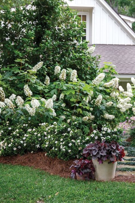 Plant Lasting Impressions: Create a lasting impression with classic Southern plants like ScentAmazing Gardenia. ScentAmazing blooms early and reblooms its aromatic star-shaped flowers spring through fall Frost Proof Gardenia, Gardenia And Hydrangea Garden, Gardenia Landscaping Ideas, Southern Landscaping, Driveway Landscape, Fall Vegetable Gardening, Easy Garden Ideas Landscaping, Beach House Garden, Dreamy Backyard