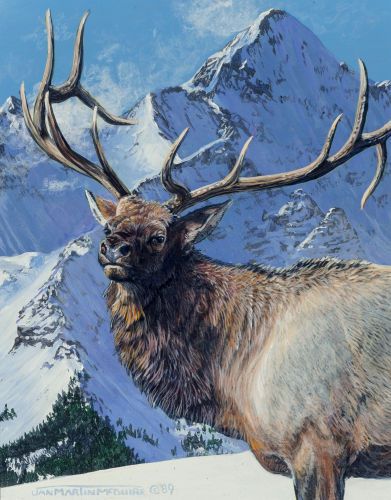 Elk Drawing, Elk Art, Elk Pictures, Deer Artwork, Contemporary Western, Wildlife Painting, Cai Sălbatici, Photo Animaliere, Deer Pictures