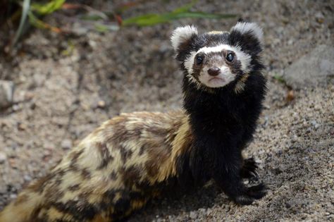 Tigeriltis im Zoo Magdeburg | Marbled Polecat | catnip254 | Flickr Inheritance Cycle, Cuddly Animals, Unusual Animals, Rare Animals, Cute Animal Photos, Animal Wallpaper, Cute Creatures, Animal Planet, Animal Photo