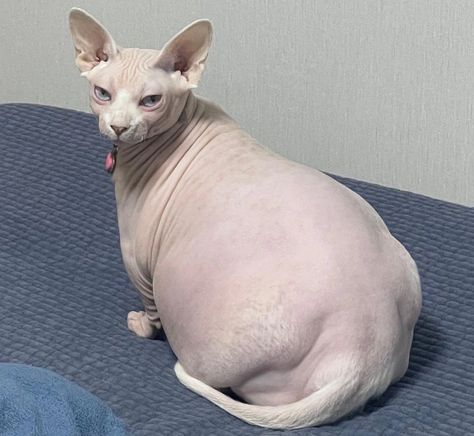 Fat Hairless Cat, Cute Hairless Cat, Dog Cat Pictures, Hairless Cats, Pfp Funny, Funny Cat Faces, Aesthetic Funny, Funny Aesthetic, Hairless Dog