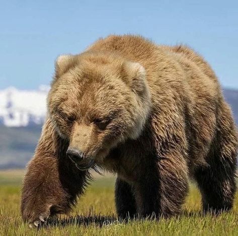 Kodiak Brown Bear, Grizzly Bear Cub, Too Blessed, Kodiak Bear, Eagle Painting, Bear Bears, Amazing Birds, Bear Photos, Bear Pictures