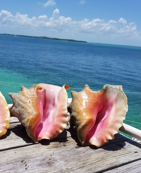 Conch Shell Aesthetic, Wow Photo, Ocean Vibes, Conch Shell, Summer Wallpaper, Summer Feeling, Summer Dream, Summer Design, Summer Photos