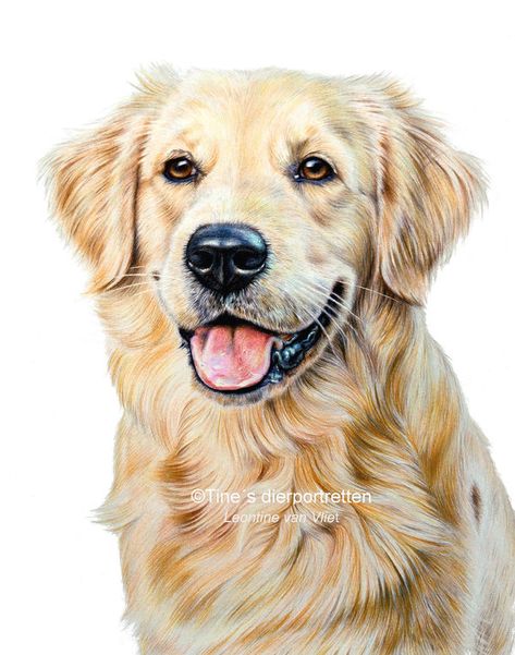 Color Pencil Art Dog, Pictures Of Dogs To Draw, Retriever Drawing, Golden Retriever Colors, Golden Retriever Portrait, Golden Retriever Drawing, Golden Retriever Painting, Dog Portrait Drawing, Golden Retriever Art