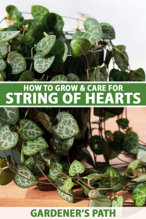 Chain Of Hearts Plant, String Of Hearts Plant, Ceropegia Woodii, String Of Hearts, Succulent Garden Diy, Hanging Succulents, Inside Plants, Succulent Gardening, House Plant Care