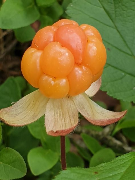 Cloud Berries, Types Of Berries, Reference Art, Email Marketing Design, Fruit Plants, Exotic Fruit, Fruit And Veg, Autumn Garden, Photo Reference