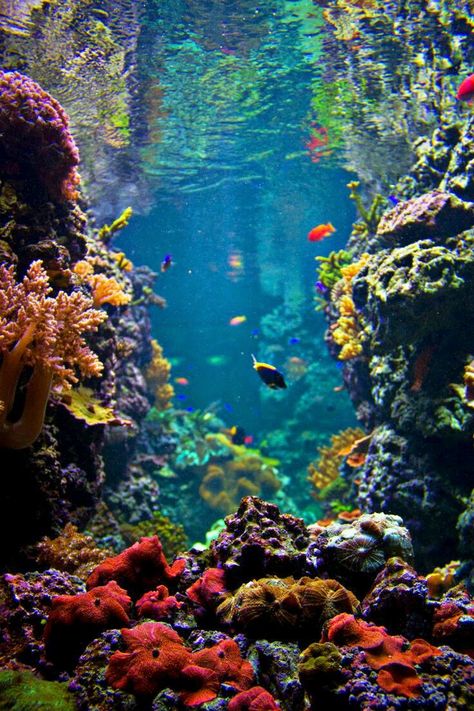 I never knew just how beautiful things were under the water until today. I decided to appease my inner tourist and go for the deal the profe... شرم الشيخ, Fauna Marina, Life Under The Sea, Beneath The Sea, Under The Ocean, Underwater Life, Water Life, Deep Blue Sea, Colorful Fish