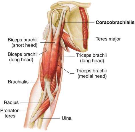 Human Anatomy Chart, Shoulder Anatomy, Arm Anatomy, Physical Therapy School, Biceps Brachii, Medical Dictionary, Human Body Organs, Basic Anatomy And Physiology, Muscle Anatomy