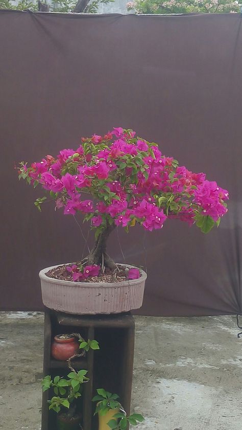 Bougainvillea Bonsai, Bonsai Forest, Bougainvillea, Bonsai, Forest, Plants