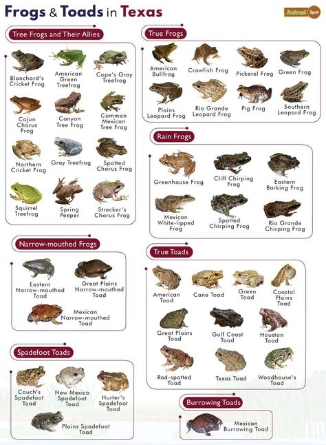 List of Frogs and Toads Found in Texas with Pictures Different Types Of Frogs, Galapagos Islands Animals, Mosquito Fish, Omnivorous Animals, Types Of Frogs, Poisonous Animals, Oviparous Animals, Melanistic Animals, Animals That Hibernate