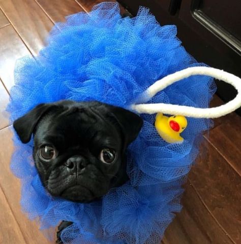 Pug Clothes, Cute Halloween Outfits, Pugs In Costume, Pugs And Kisses, Baby Pugs, Pug Pictures, The Pug, Pug Puppies, Pugs Funny