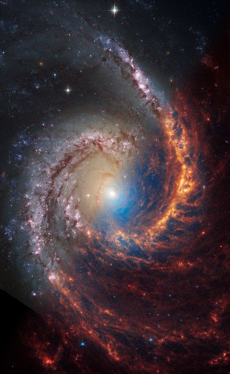 NGC 1566 (Hubble + Webb) Nasa Hubble Images, George Orwell Quotes, Darkness And Light, Nasa Hubble, Star Clusters, Hubble Images, Star Formation, Infrared Light, James Webb Space Telescope