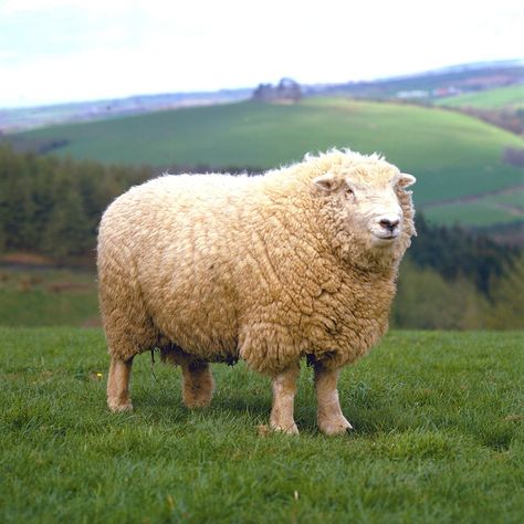 Did you know that the UK boasts a diverse range of wool types, some with unique qualities perfect for bedding? Including Fine, Medium and Hill types plus Mountain types for mattresses Here are small selection of the breeds that are used in wool bedding and mattresses Breeds featured: Southdown, Devon Closewool, Cheviot, Herdwick and Welsh Mountain #BritishWool #Wool #Sheep #Bedding #WorldSleepDay #Mattresses Sheep Bedding, Cheviot Sheep, Wool Types, Wool Bedding, Suffolk Sheep, Wool Sheep, Wool Bed, English Countryside, 50 Shades