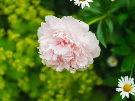 How to Transplant Peonies Transplant Peonies, Planting Peonies, Insect Pest, Foundation Planting, New Garden, Herbaceous Perennials, Flowering Plants, Replant, Perennial Plants