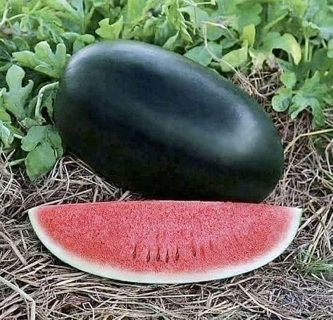 Melon Plant, Watermelon Dessert, Fruits And Vegetables Pictures, Watermelon Water, Watermelon Cocktail, Watermelon Plant, Watermelon Drink, Vegetable Pictures, Seed Pots