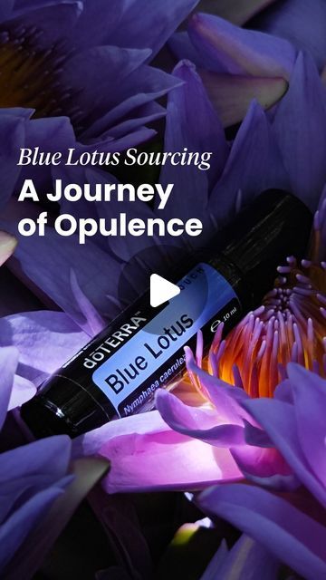 Sacred Flower, Skin Care Benefits, While You Were Sleeping, Blue Lotus, Doterra Essential Oils, Carrier Oils, Pure Essential Oils, Self Care Routine, Health And Wellbeing