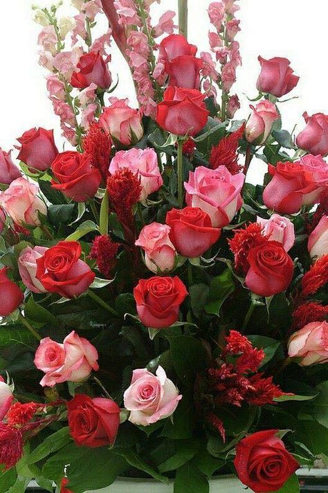 Beautiful Roses Rose Flower Pictures, Beautiful Red Roses, Nothing But Flowers, Beautiful Bouquet Of Flowers, Tropical Flower, Beautiful Flowers Wallpapers, Beautiful Flower Arrangements, Beautiful Rose Flowers, Beautiful Flowers Pictures